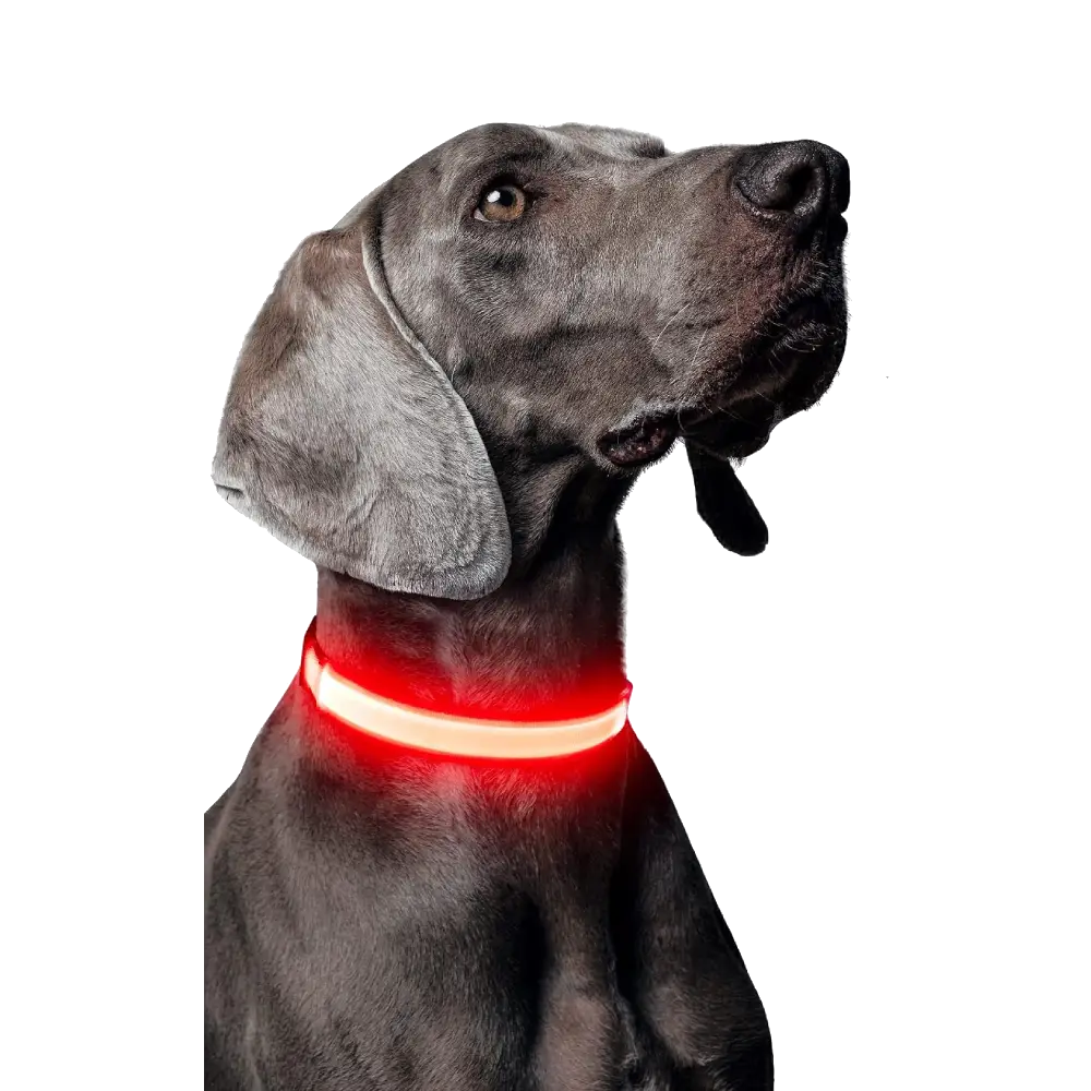 LED Dog Collar